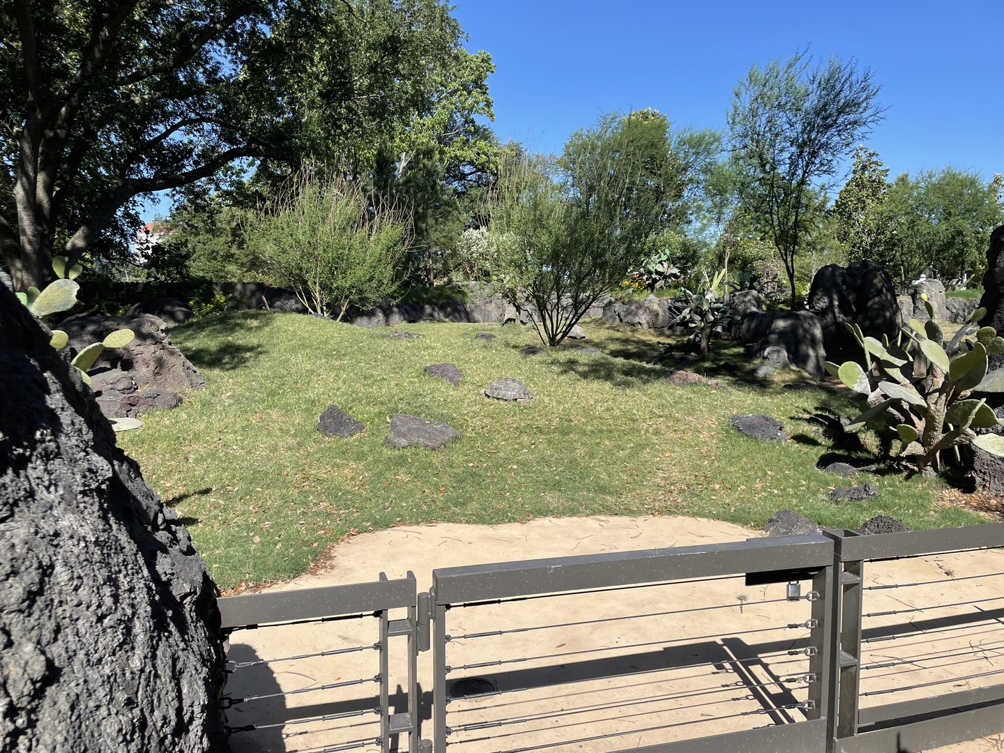 Galápagos Islands - Galápagos Tortoise Yard (one of two)
