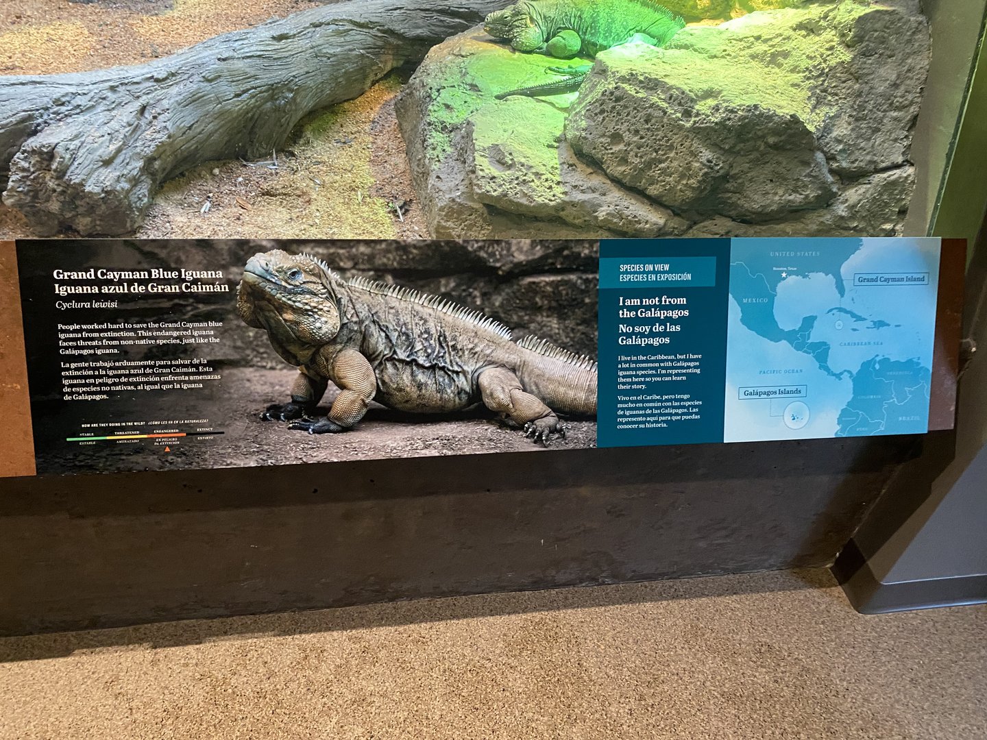 Galápagos Islands- Grand Cayman Blue Iguana Sign