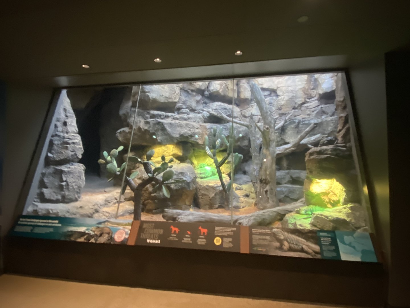 Galápagos Islands- Grand Cayman Blue Iguana