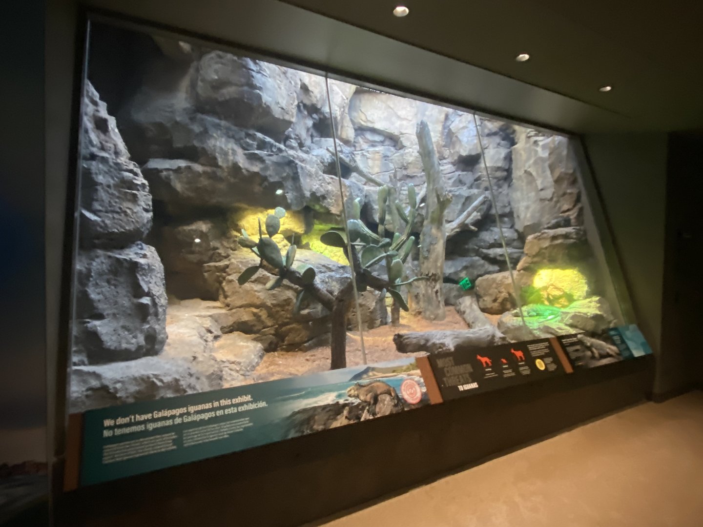 Galápagos Islands- Grand Cayman Blue Iguana