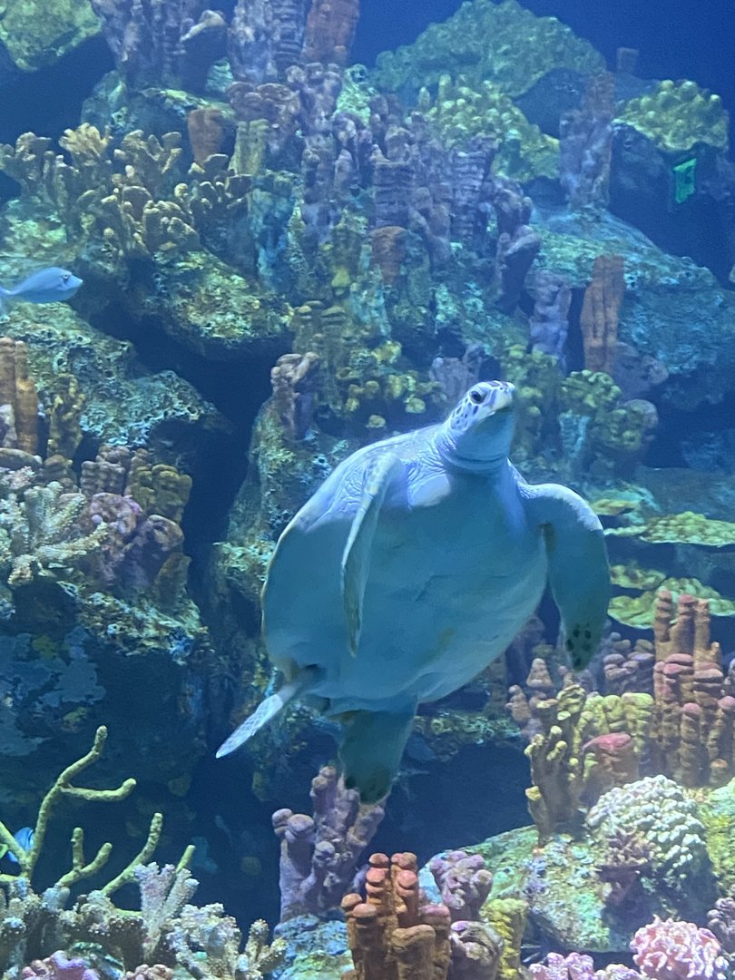 Galápagos Islands- Green Sea Turtle