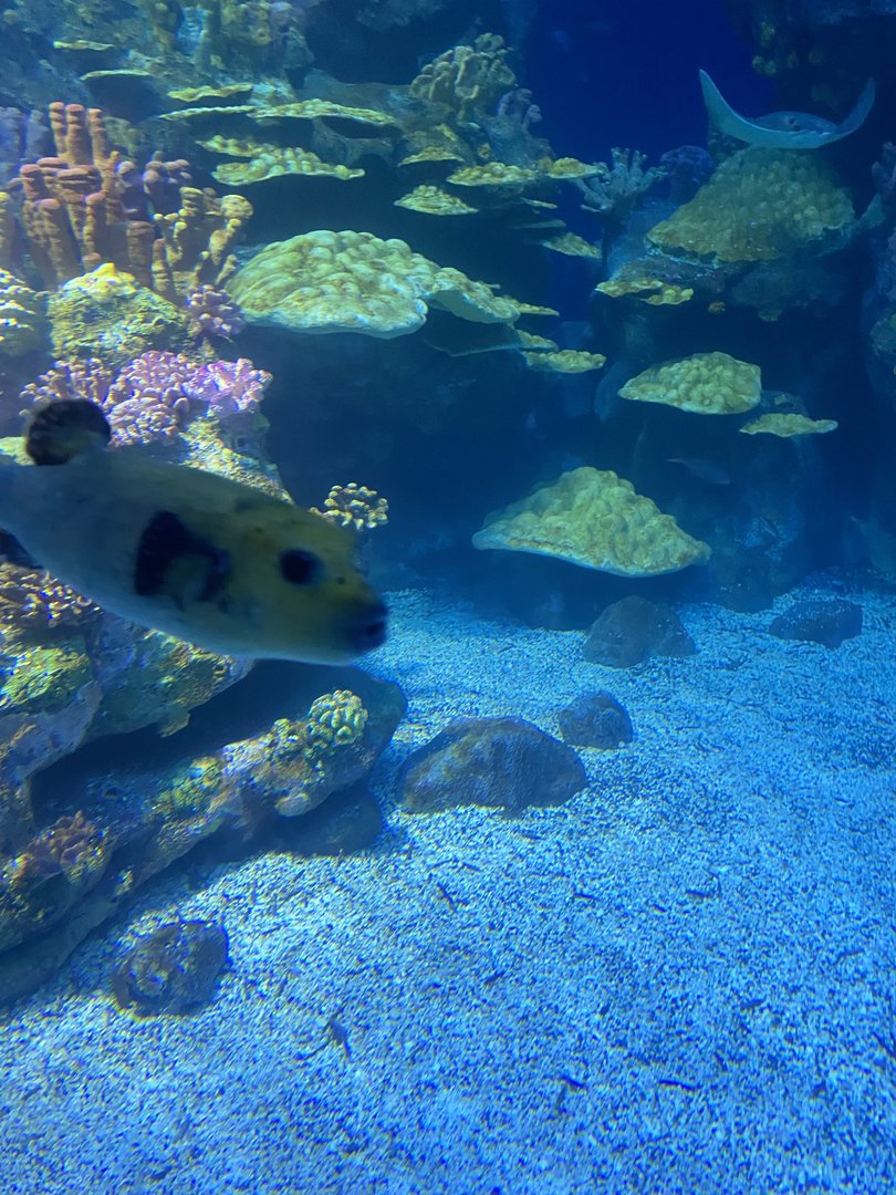 Galápagos Islands- Guineafowl Puffer Jumpscare