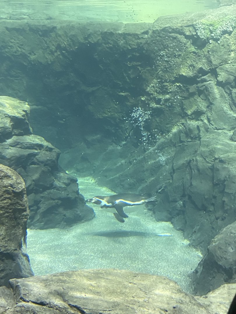 Galápagos Islands- Humboldt Penguin Enclosure