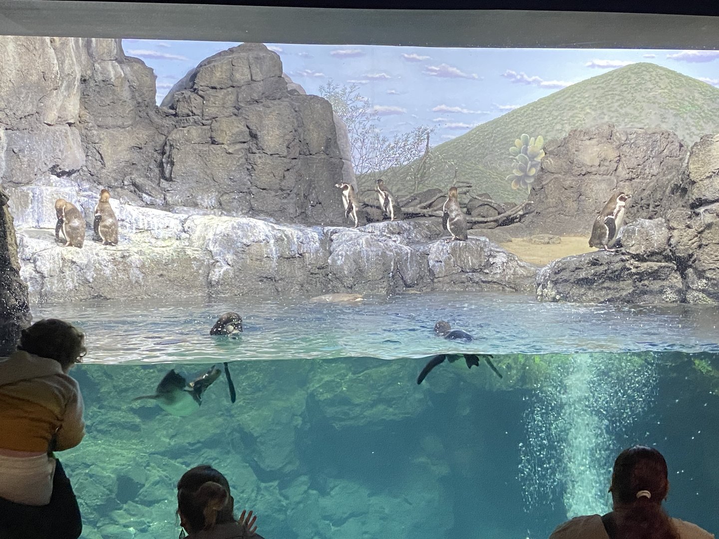 Galápagos Islands- Humboldt Penguin Enclosure