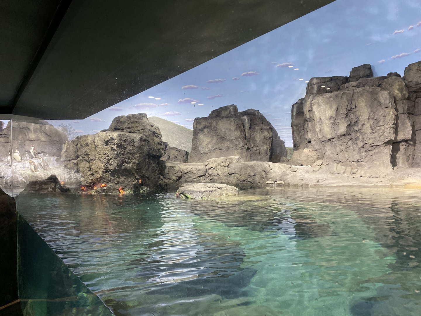 Galápagos Islands- Humboldt Penguin Enclosure