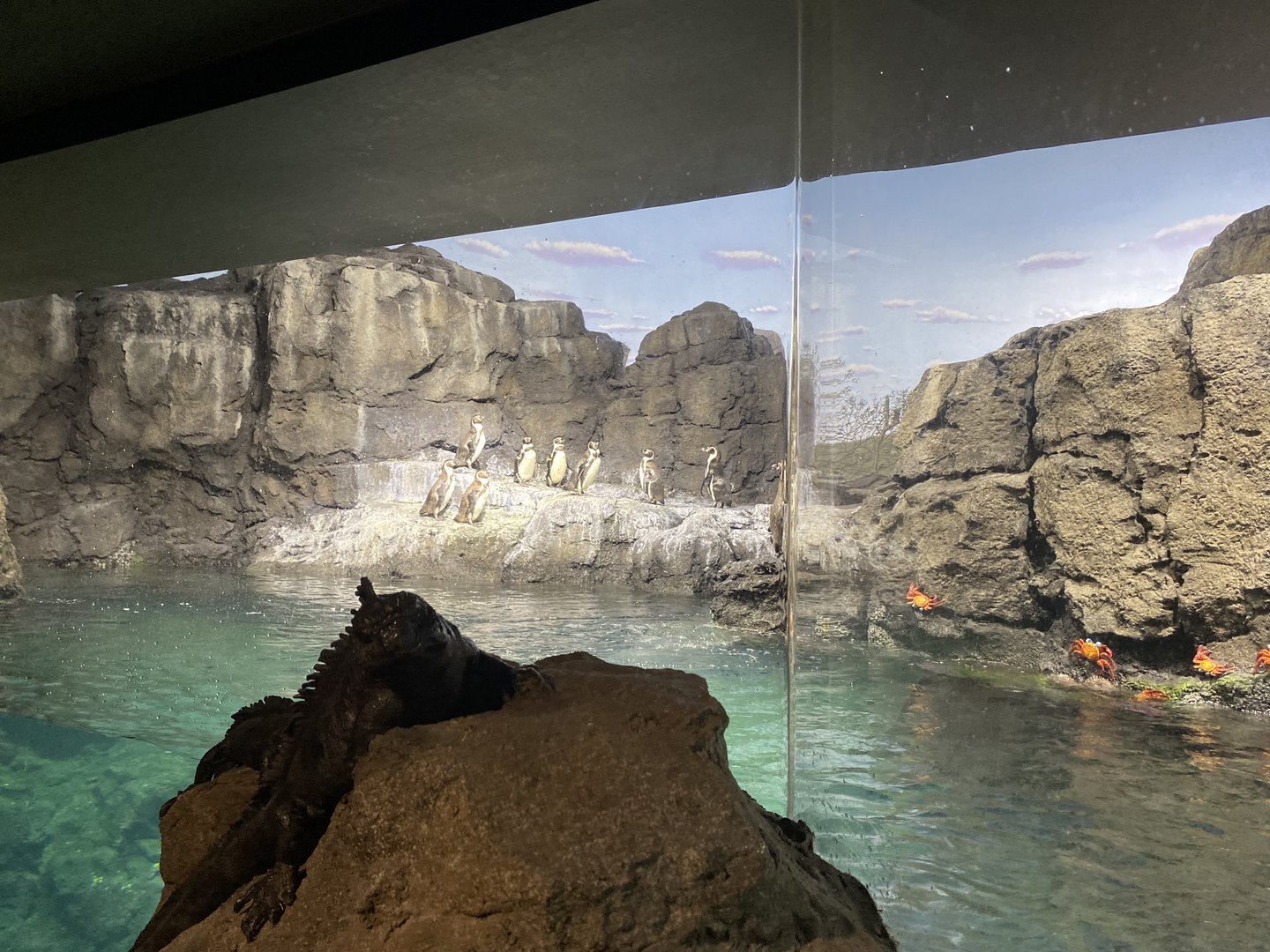 Galápagos Islands- Humboldt Penguin Enclosure