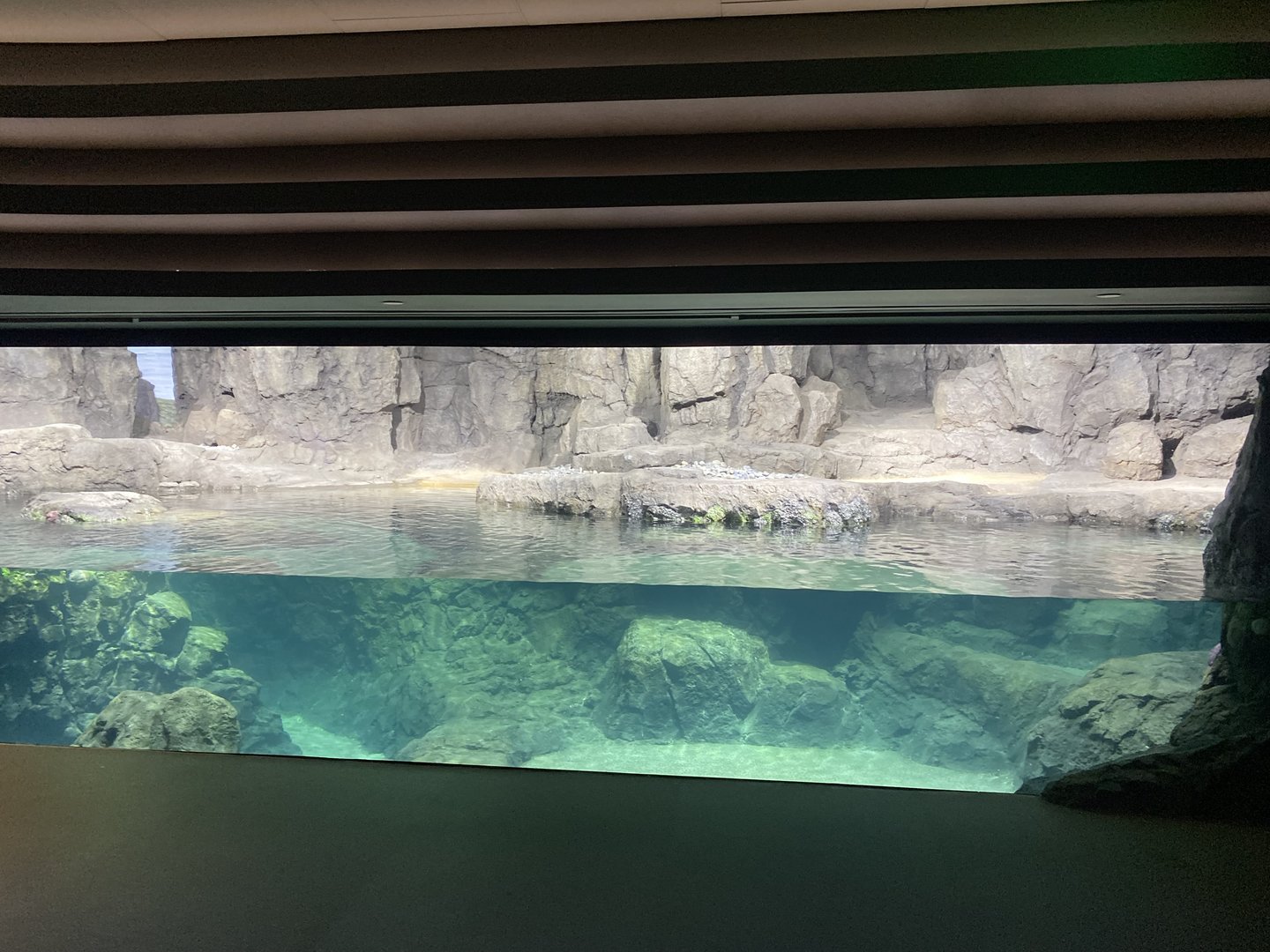 Galápagos Islands- Humboldt Penguin Enclosure