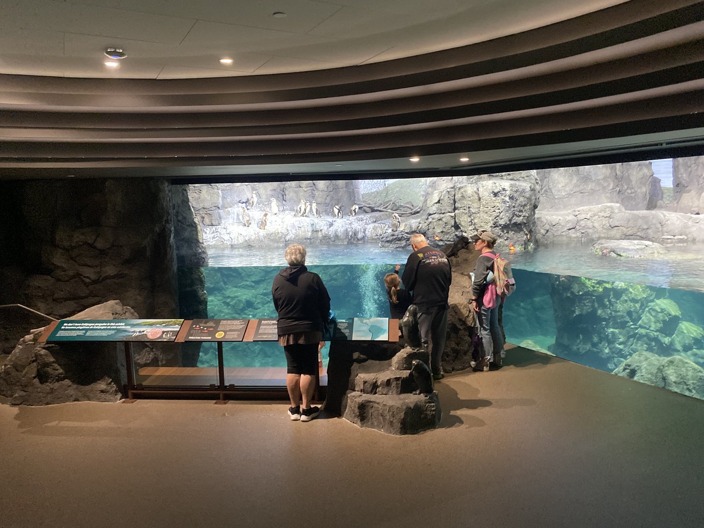 Galápagos Islands- Humboldt Penguin Enclosure