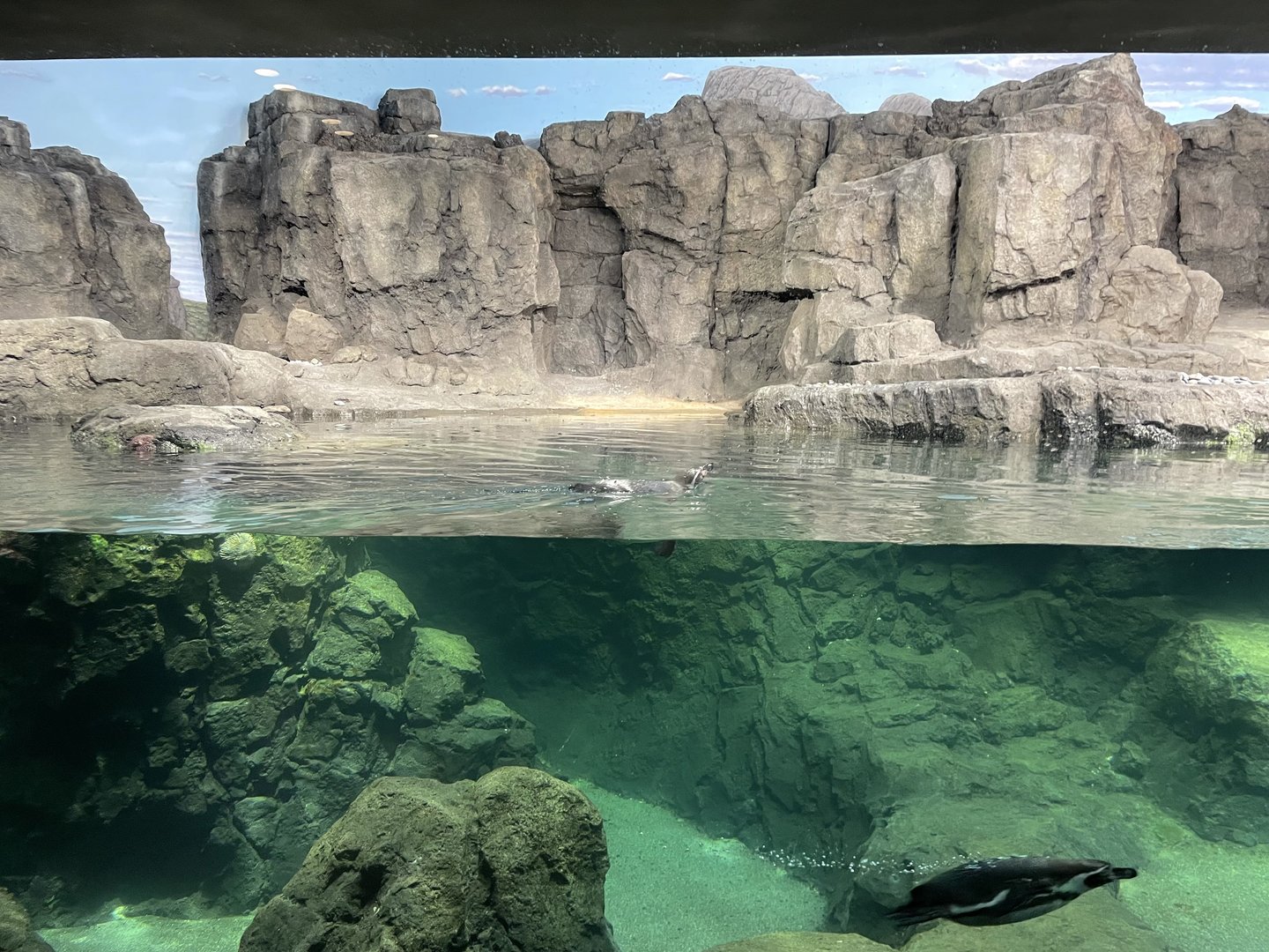 Galápagos Islands - Humboldt Penguin Exhibit (about a quarter of the space)