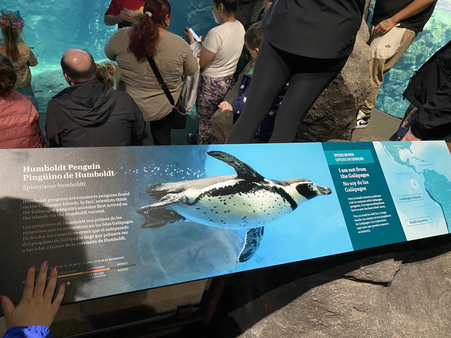 Galápagos Islands- Humboldt Penguin Sign