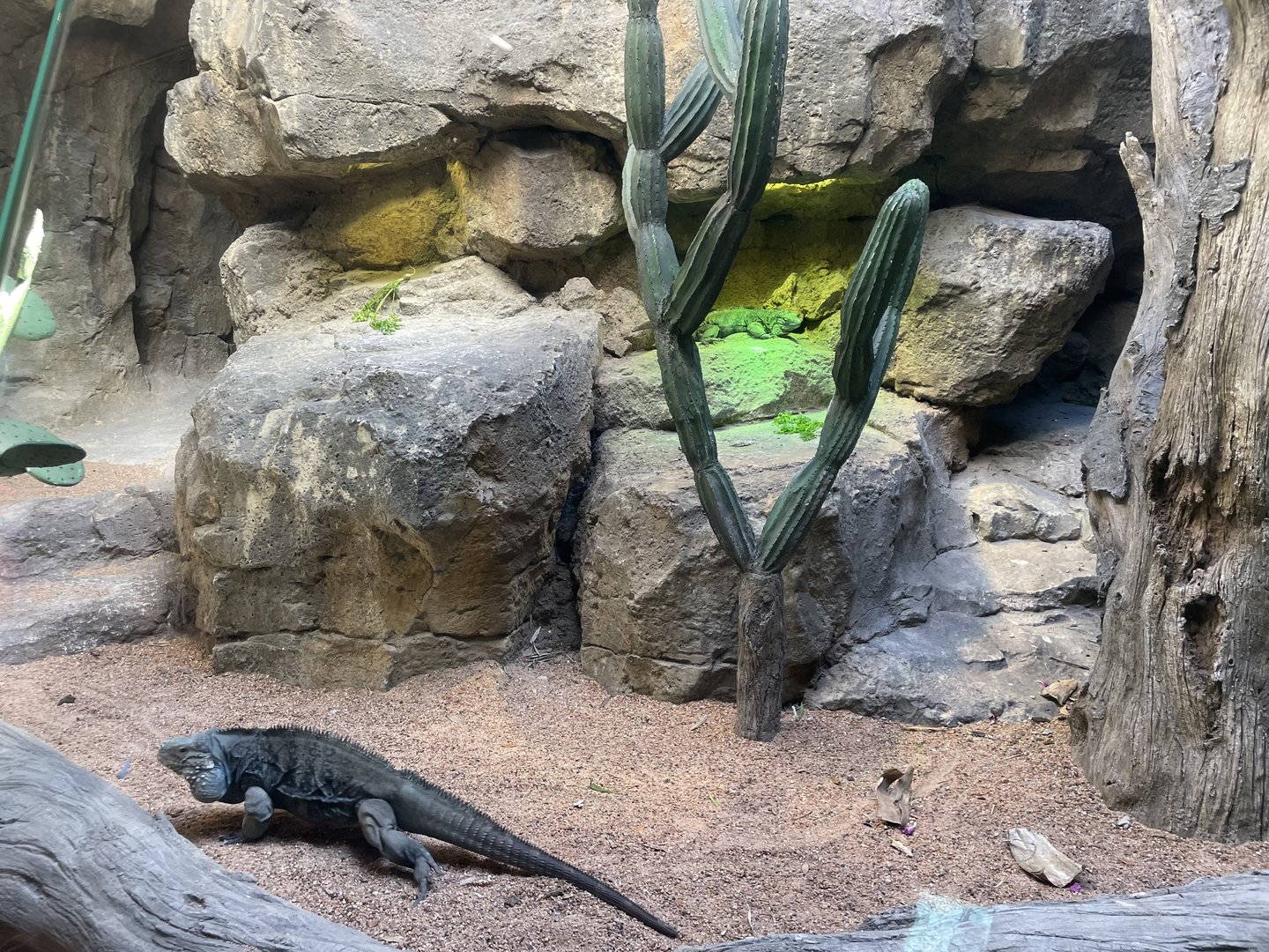 Galápagos Islands - Iguana Exhibit