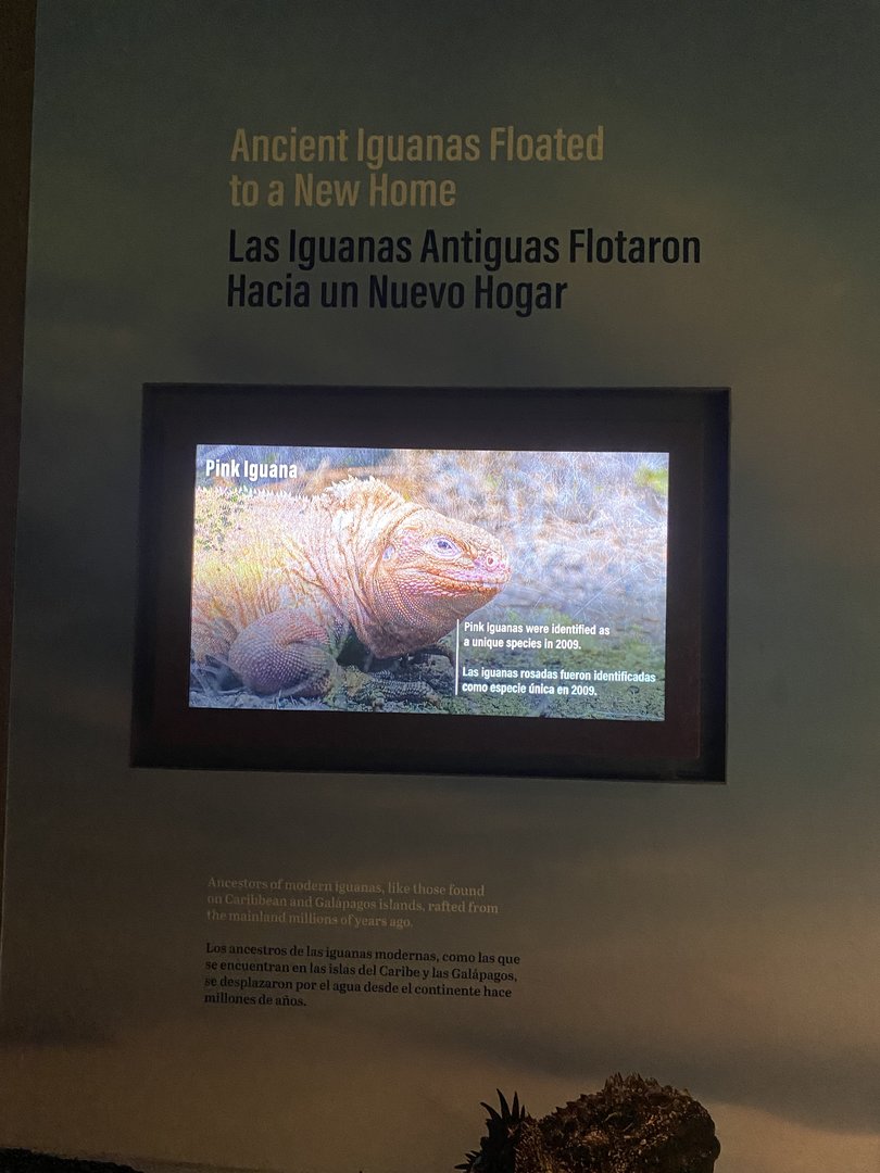Galápagos Islands- Iguana Origins Sign