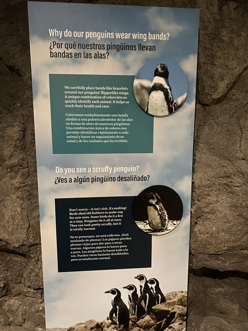 Galápagos Islands- Molting and Wing Band Sign