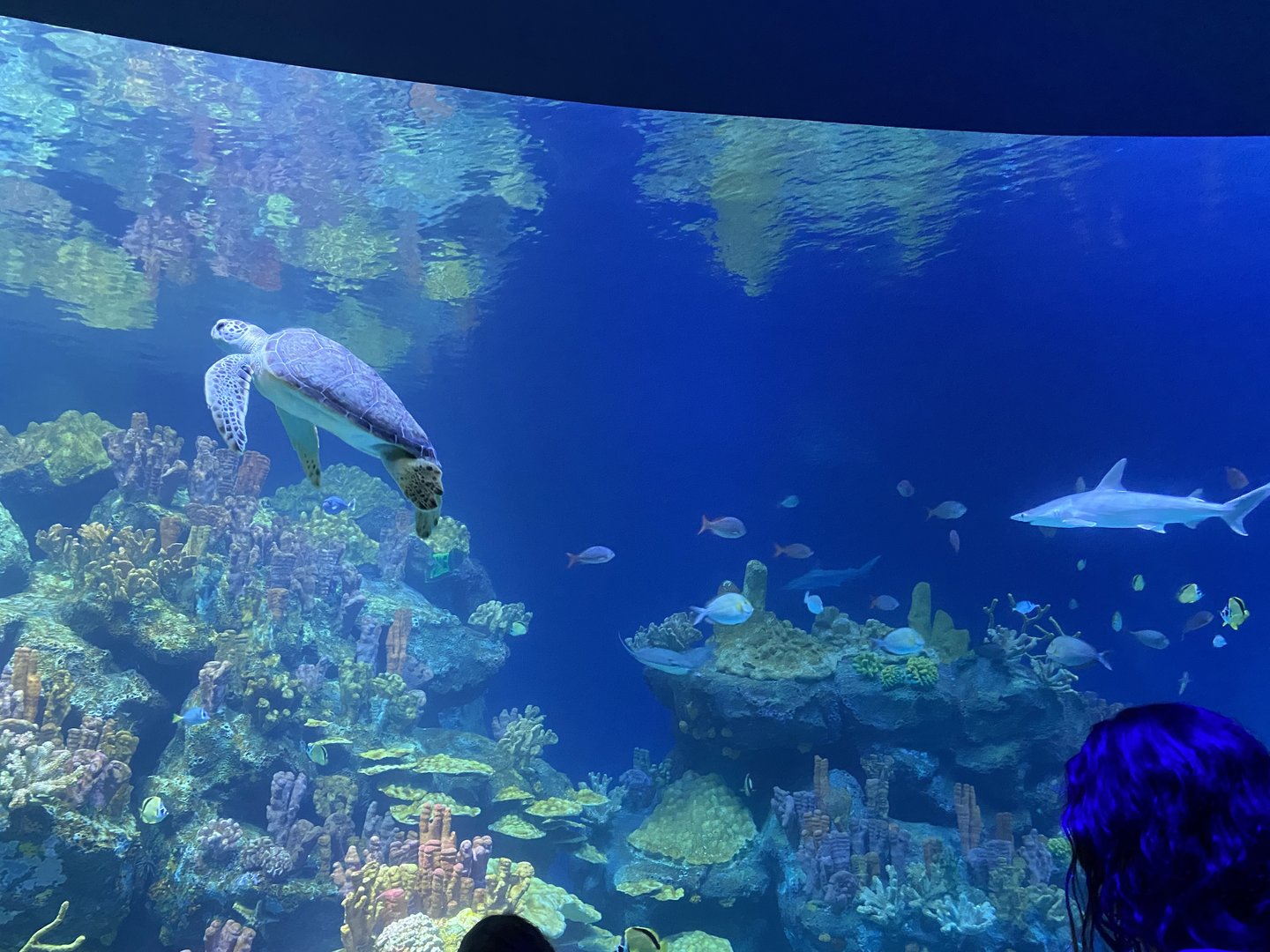 Galápagos Islands- One Ocean Aquarium