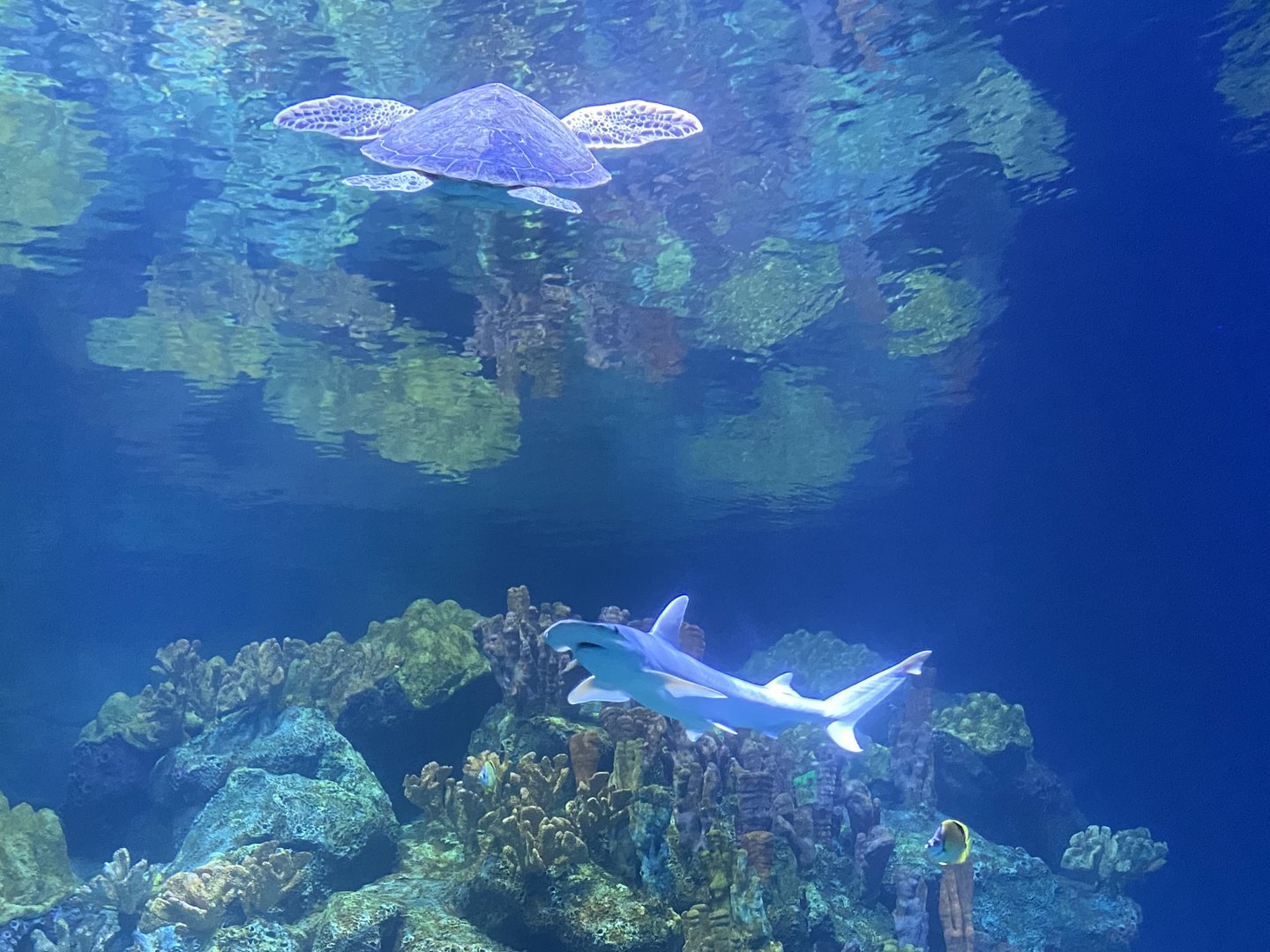 Galápagos Islands- One Ocean Aquarium