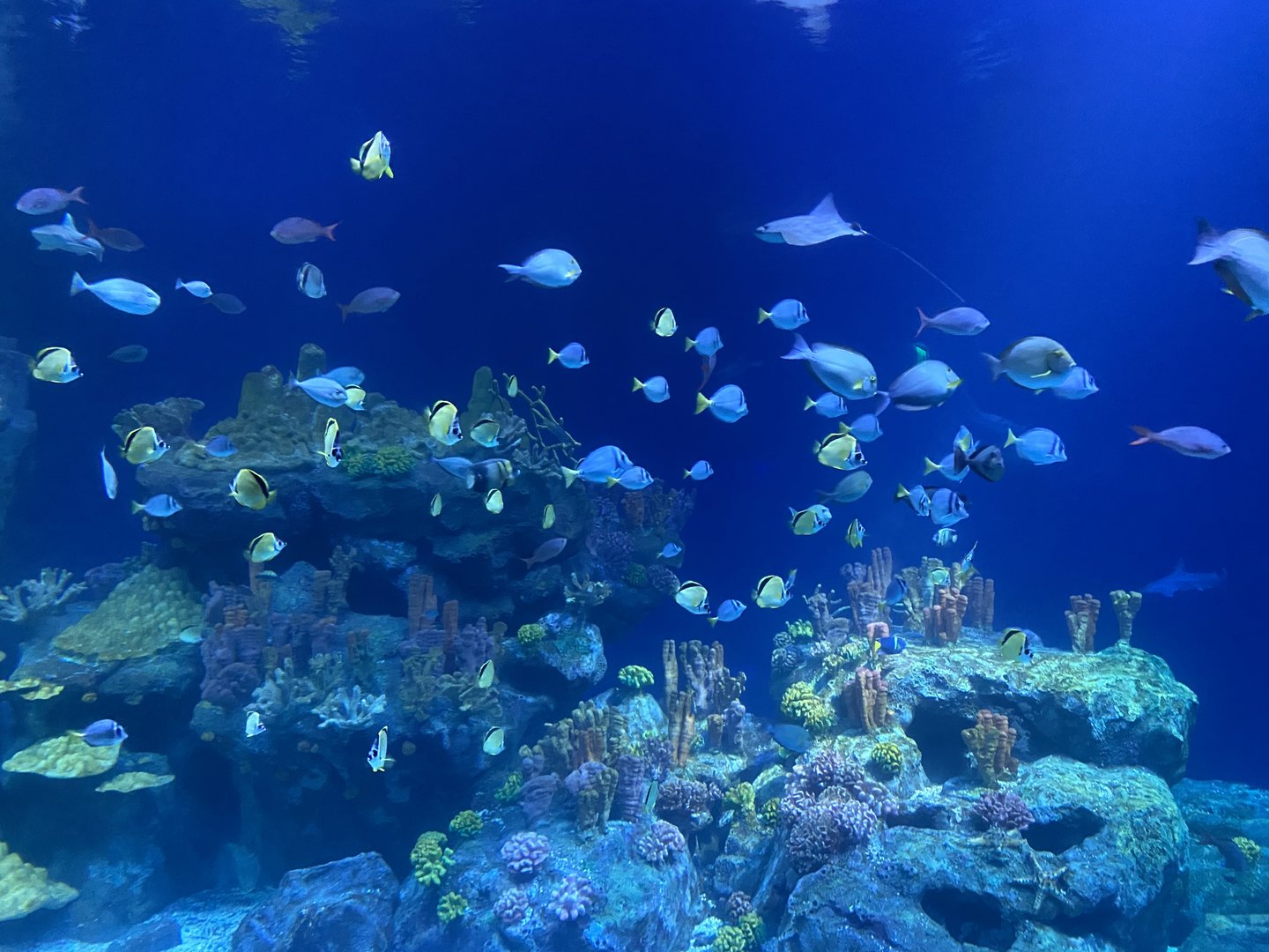 Galápagos Islands- One Ocean Aquarium