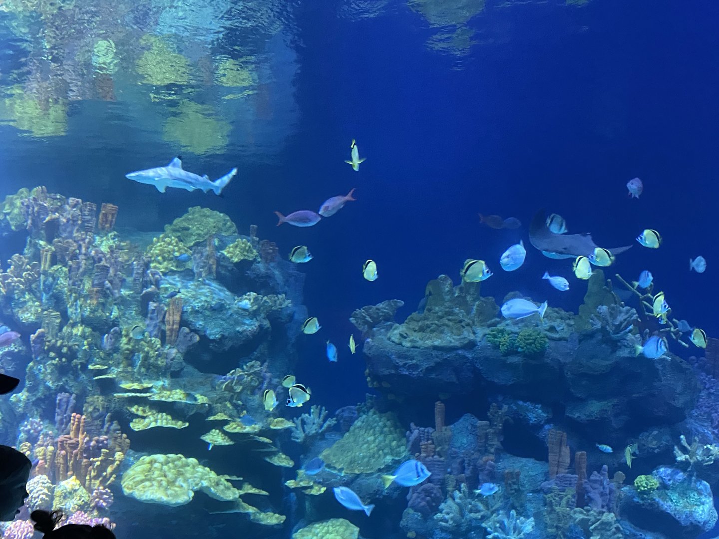 Galápagos Islands- One Ocean Aquarium