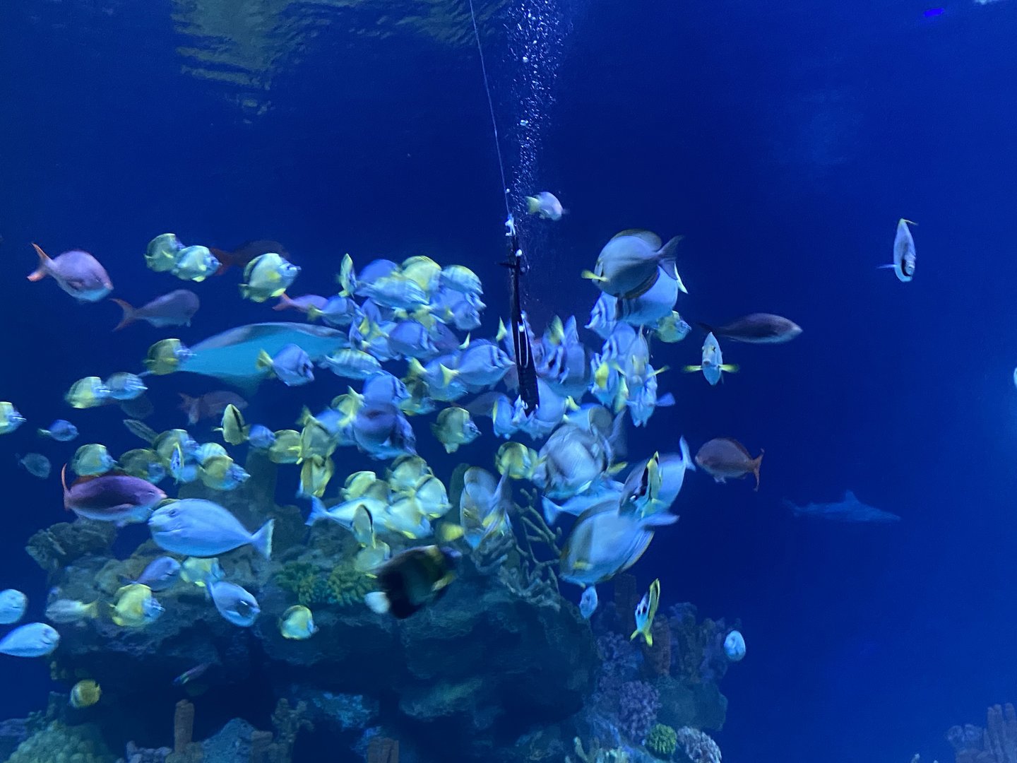 Galápagos Islands- One Ocean Aquarium