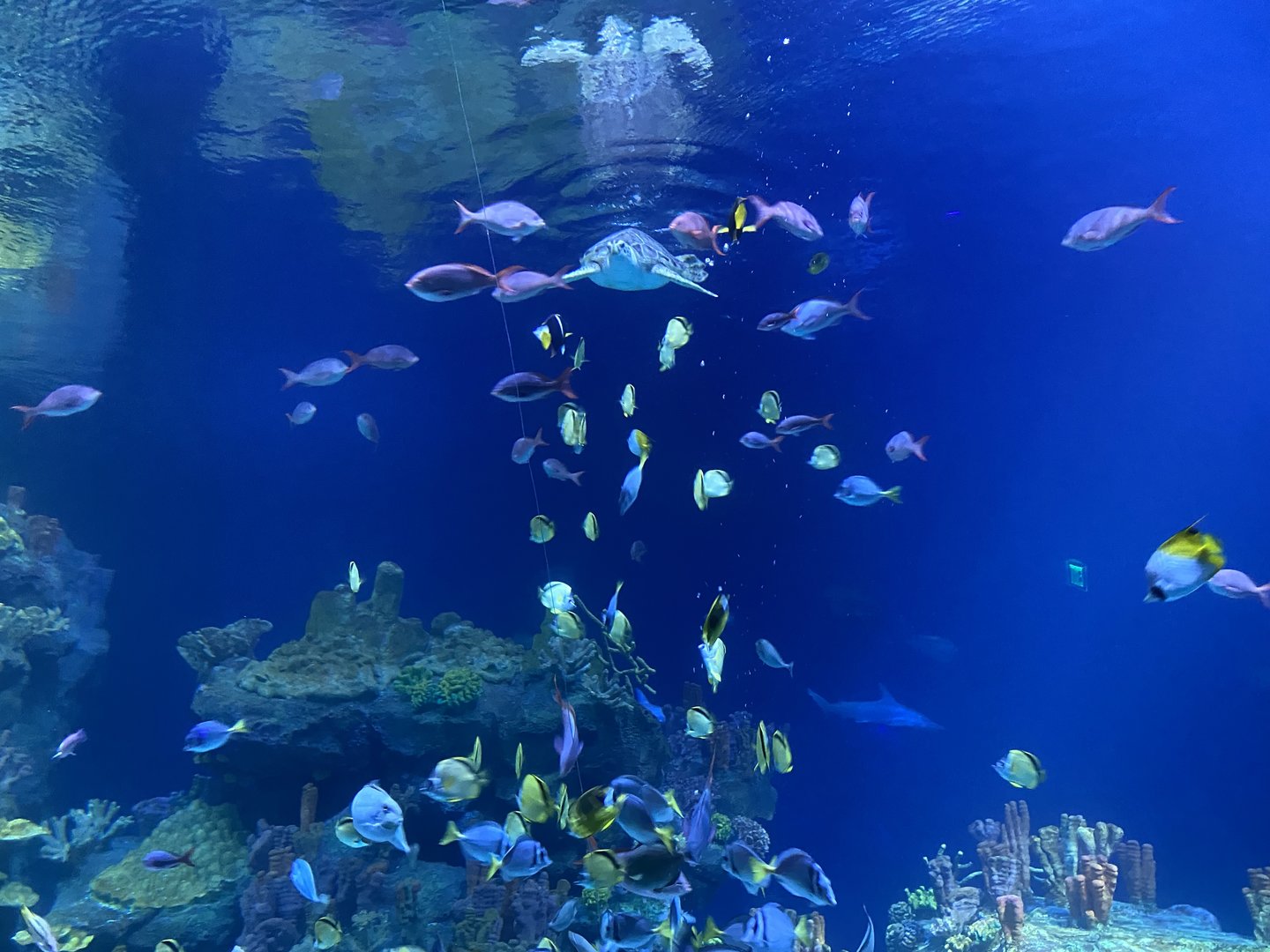 Galápagos Islands- One Ocean Aquarium