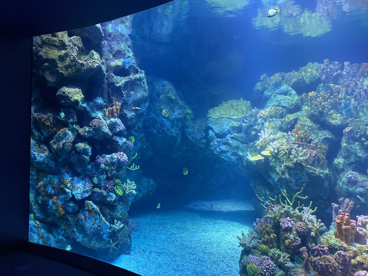 Galápagos Islands- One Ocean Aquarium