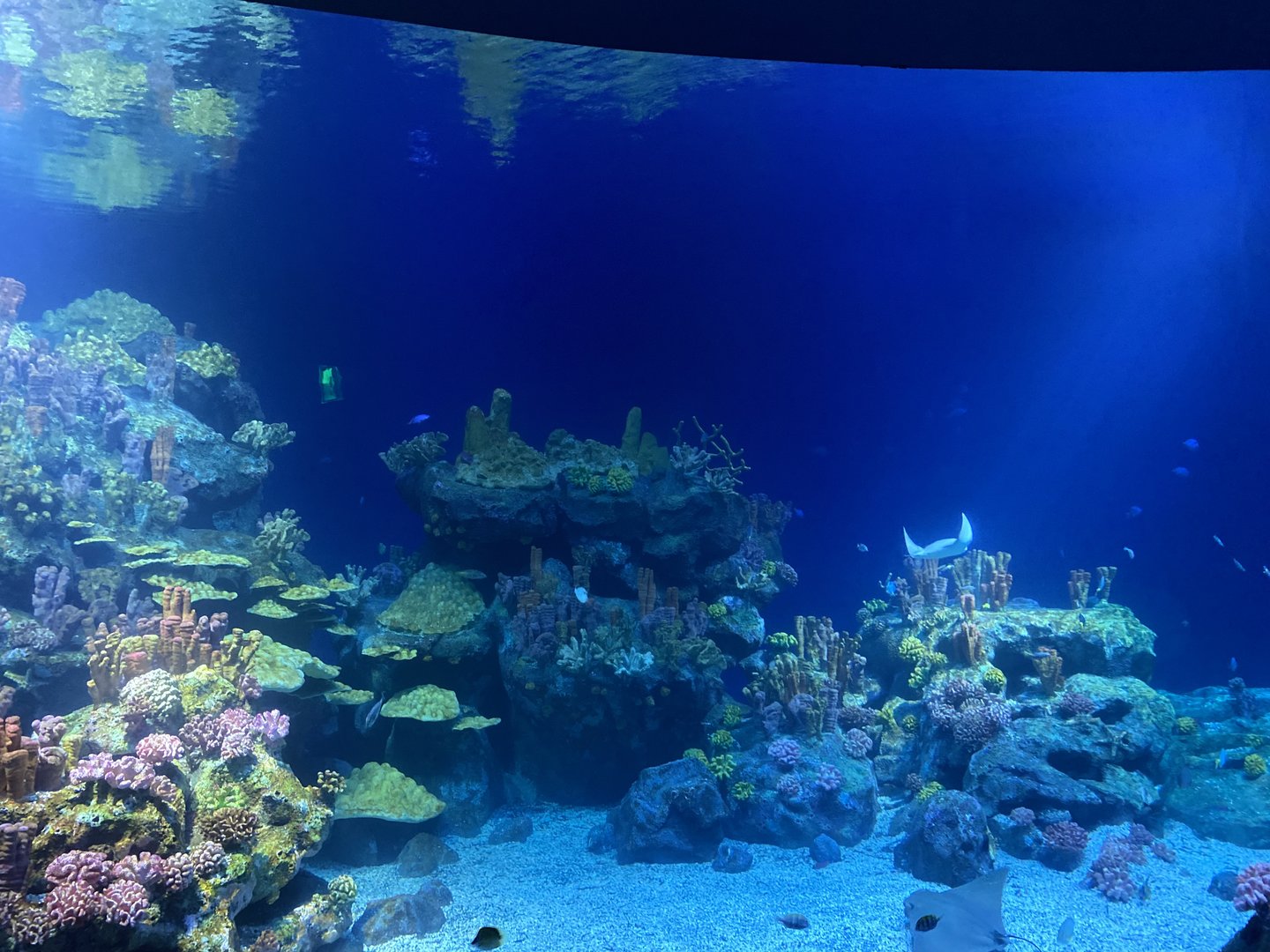 Galápagos Islands- One Ocean Aquarium