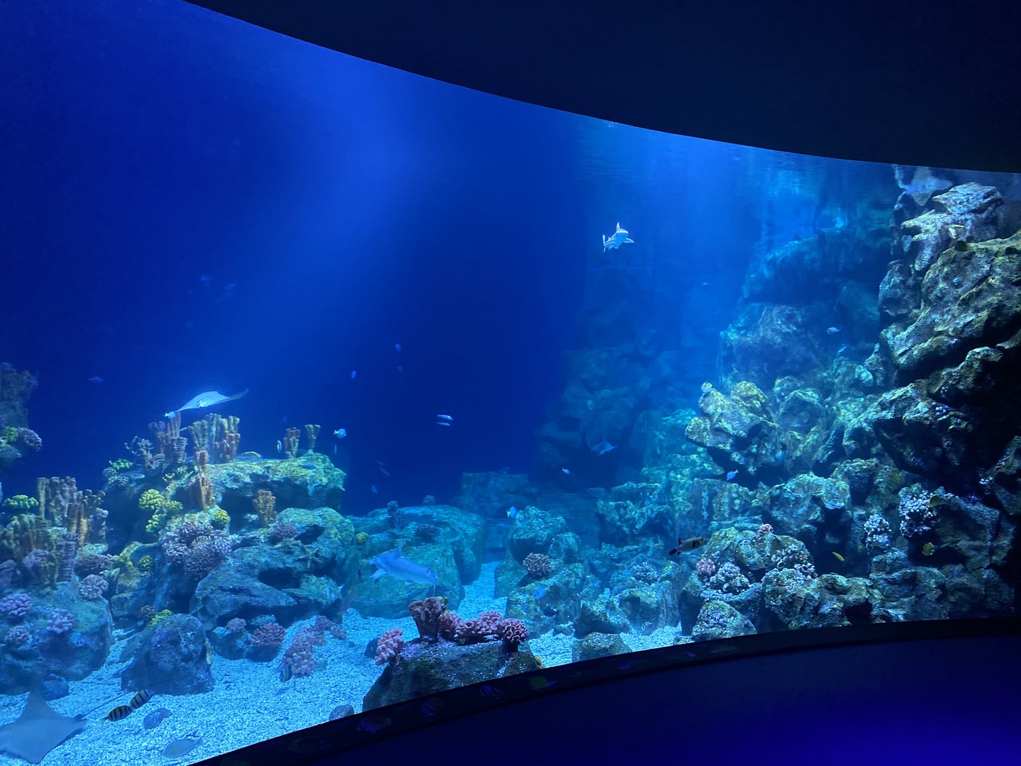 Galápagos Islands- One Ocean Aquarium