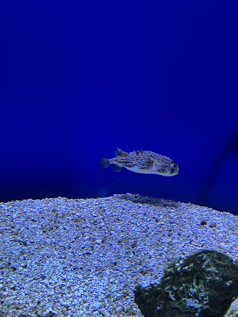 Galápagos Islands, Porcupine Fish