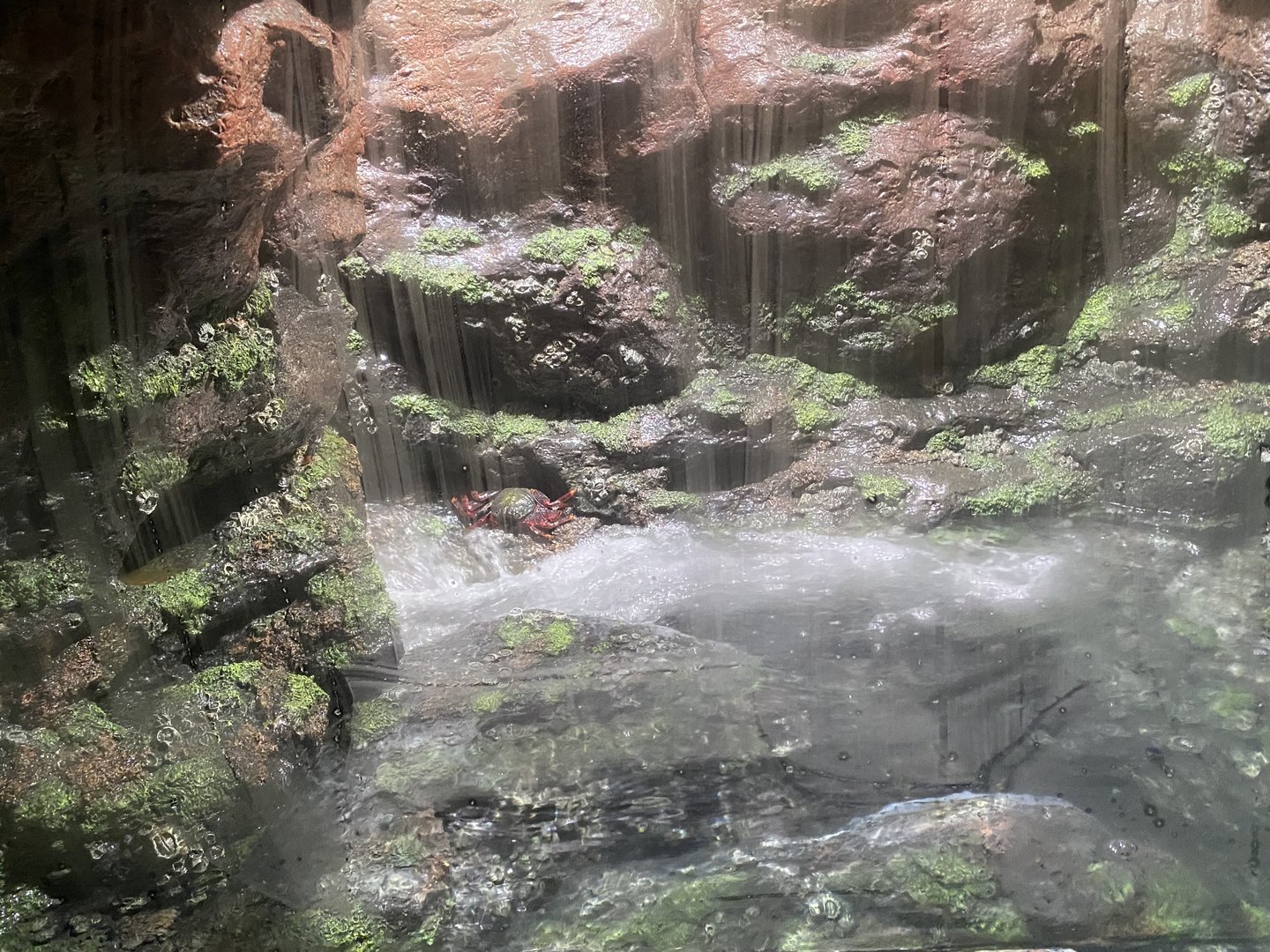 Galápagos Islands- Sally Lightfoot Crab Enclosure