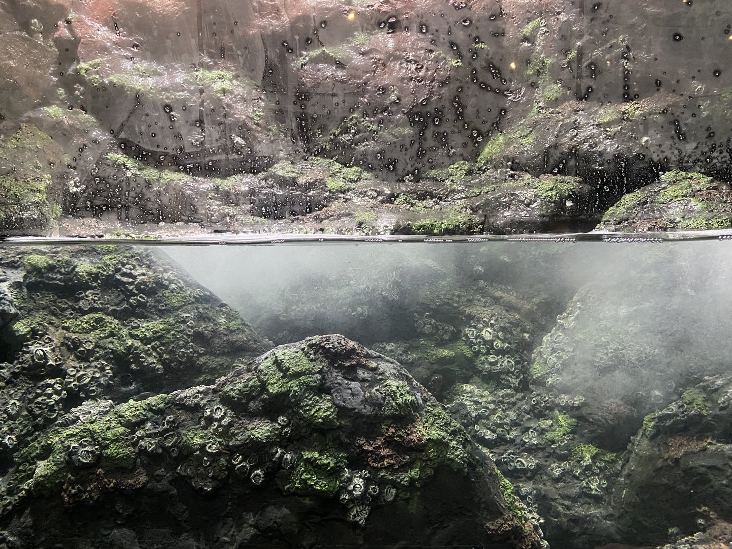 Galápagos Islands- Sally Lightfoot Crab Enclosure