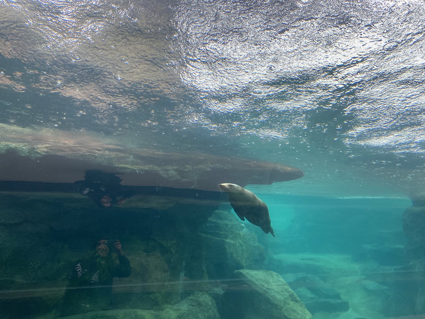 Galápagos Islands- Sea Lion Tunnel