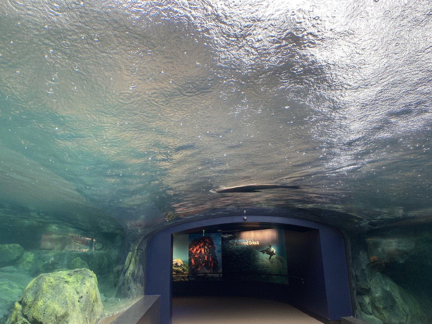 Galápagos Islands- Sea Lion Tunnel