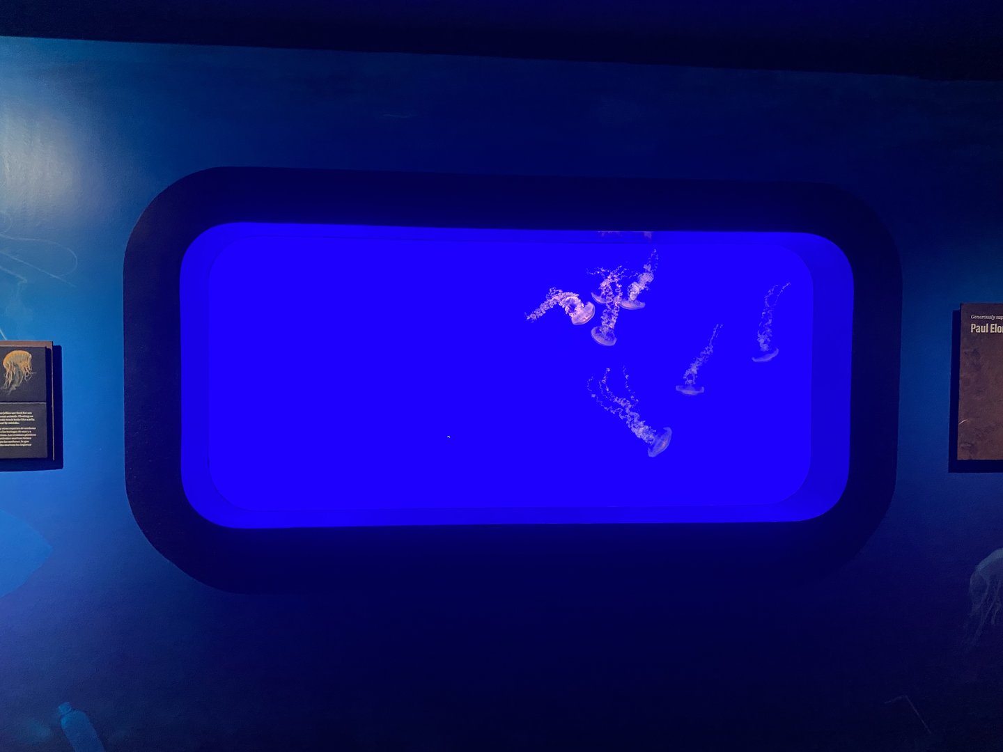 Galápagos Islands- Sea Nettle Enclosure