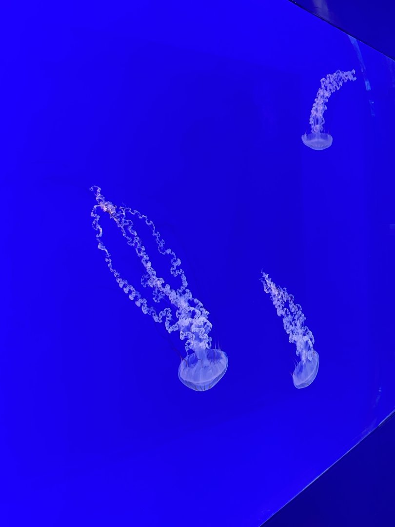 Galápagos Islands- Sea Nettle Enclosure