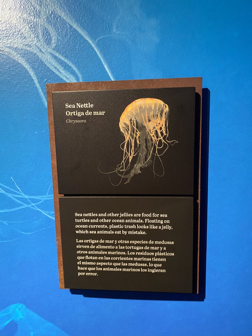 Galápagos Islands- Sea Nettle Sign