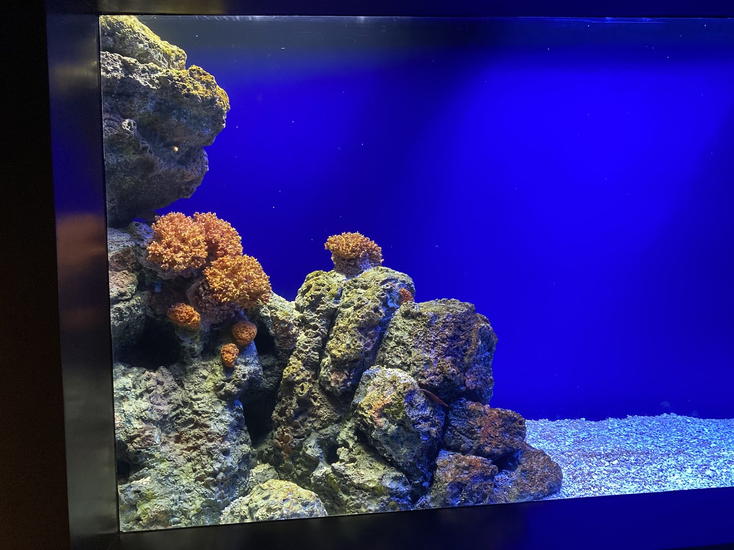 Galápagos Islands- Seahorse Enclosure