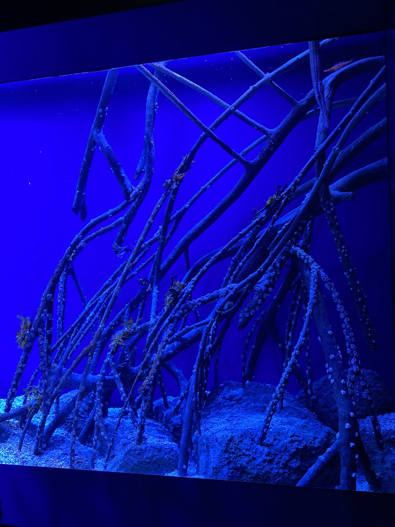 Galápagos Islands- Seahorse Enclosure