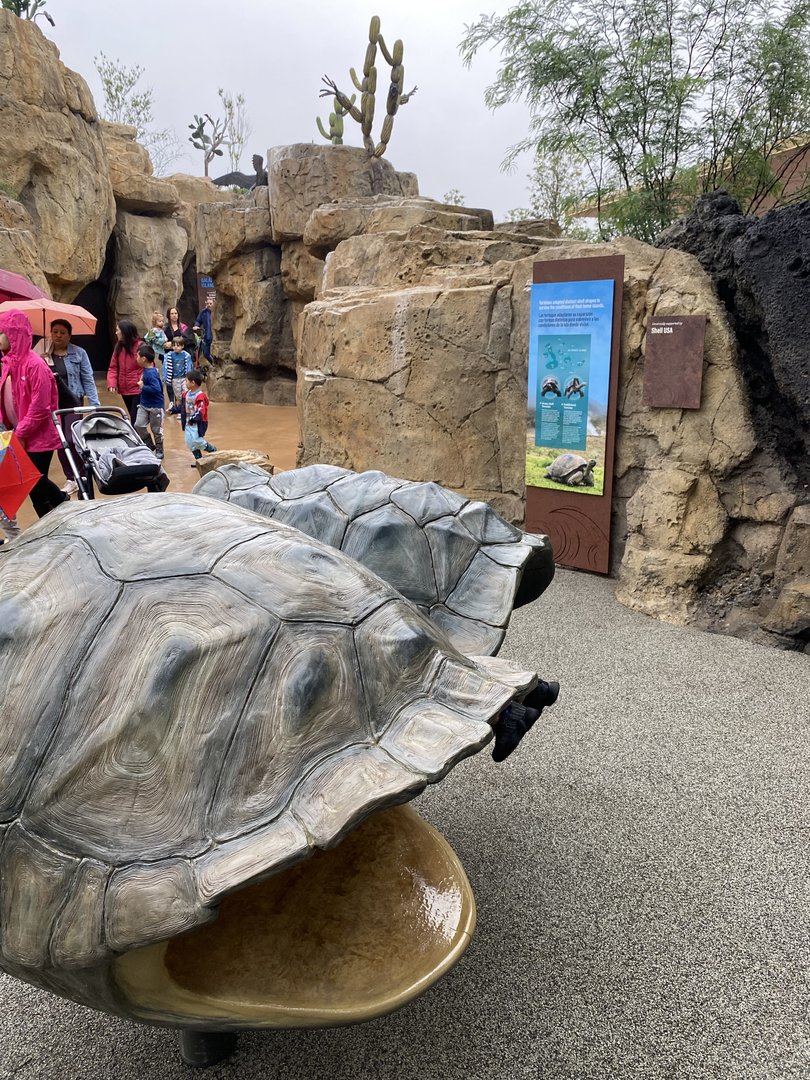 Galápagos Islands- Tortoise Shell Sculptures