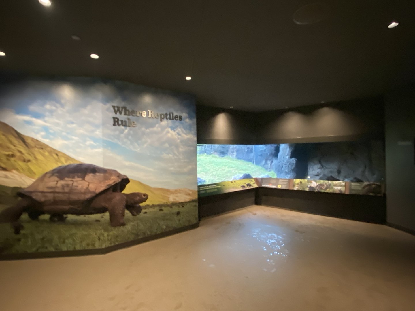 Galápagos Islands- Where Reptiles Rule