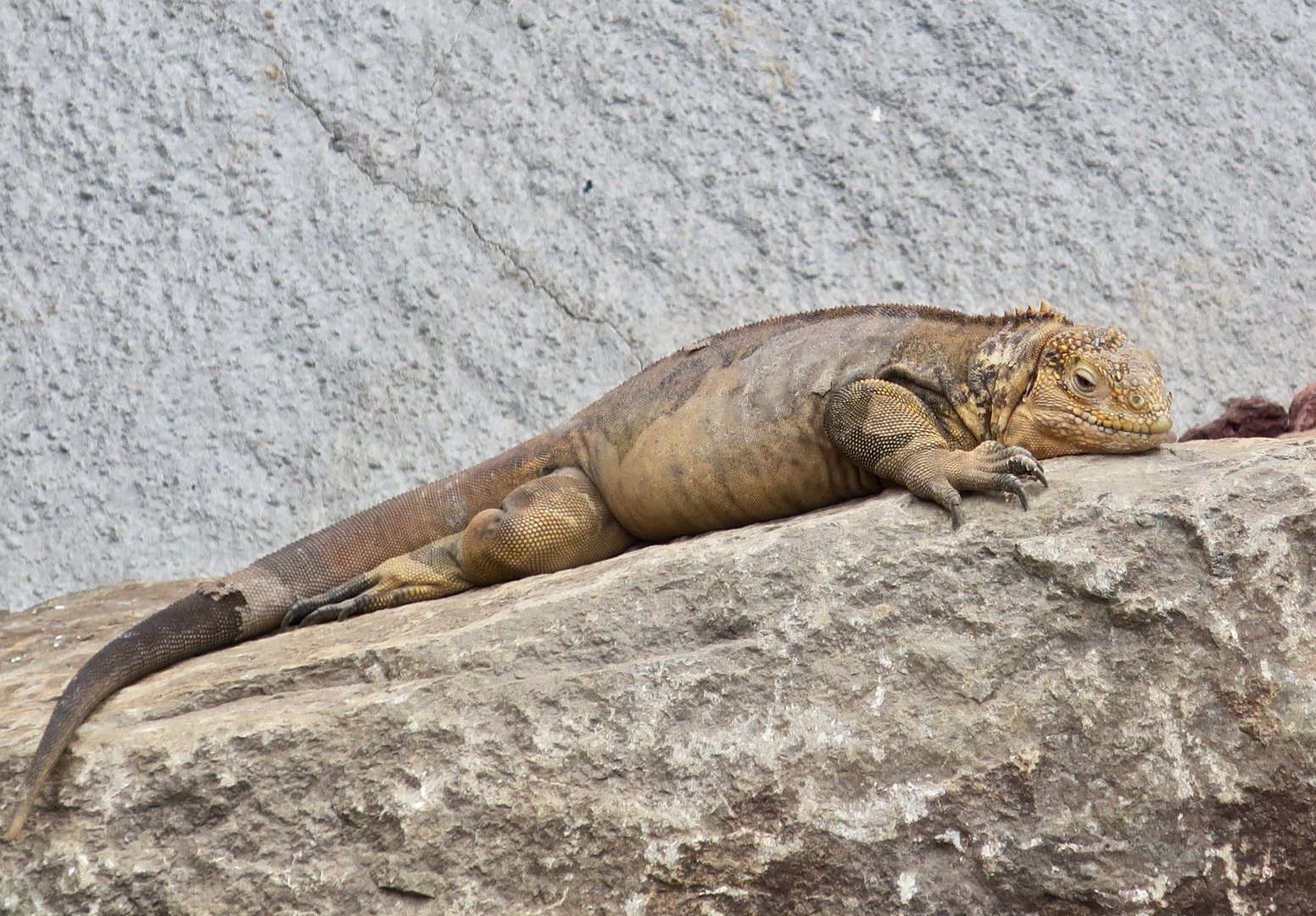 Galápagos Land Iguana (Conolophus subcristatus)