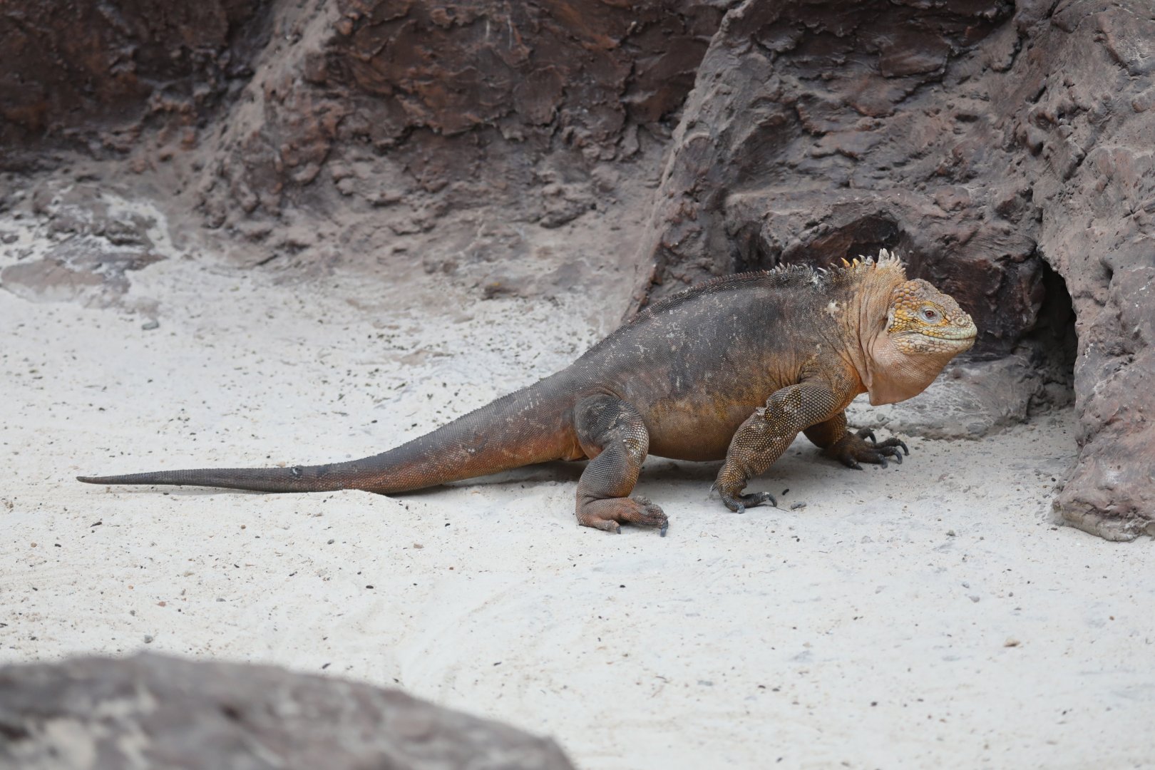 Galápagos land iguana (Conolophus subcristatus)