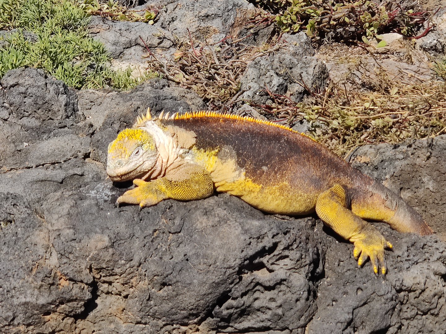 Galapagos Land Iguana (Conolophus subcristatus)