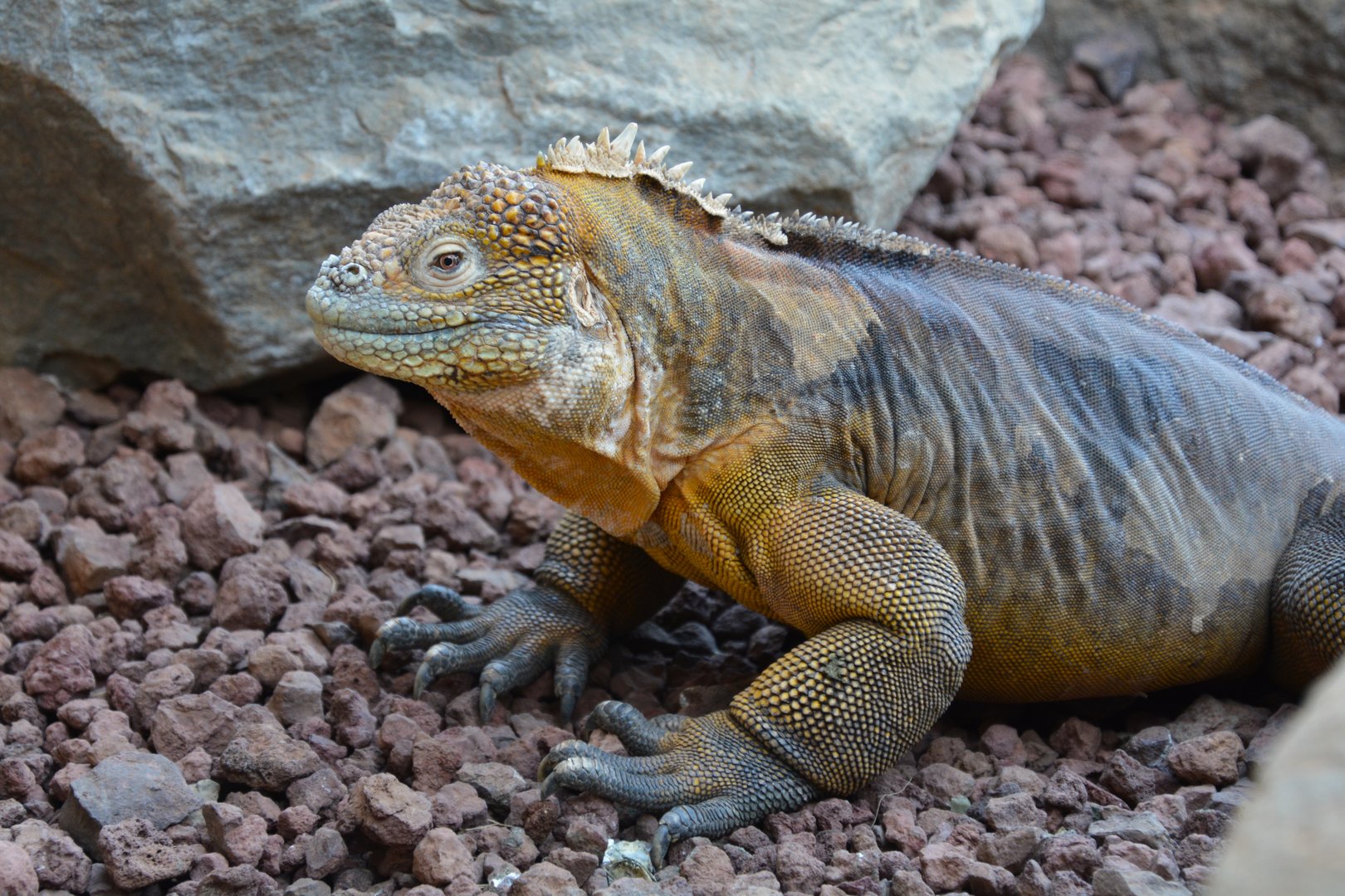 Galápagos land iguana (Conolophus subcristatus)