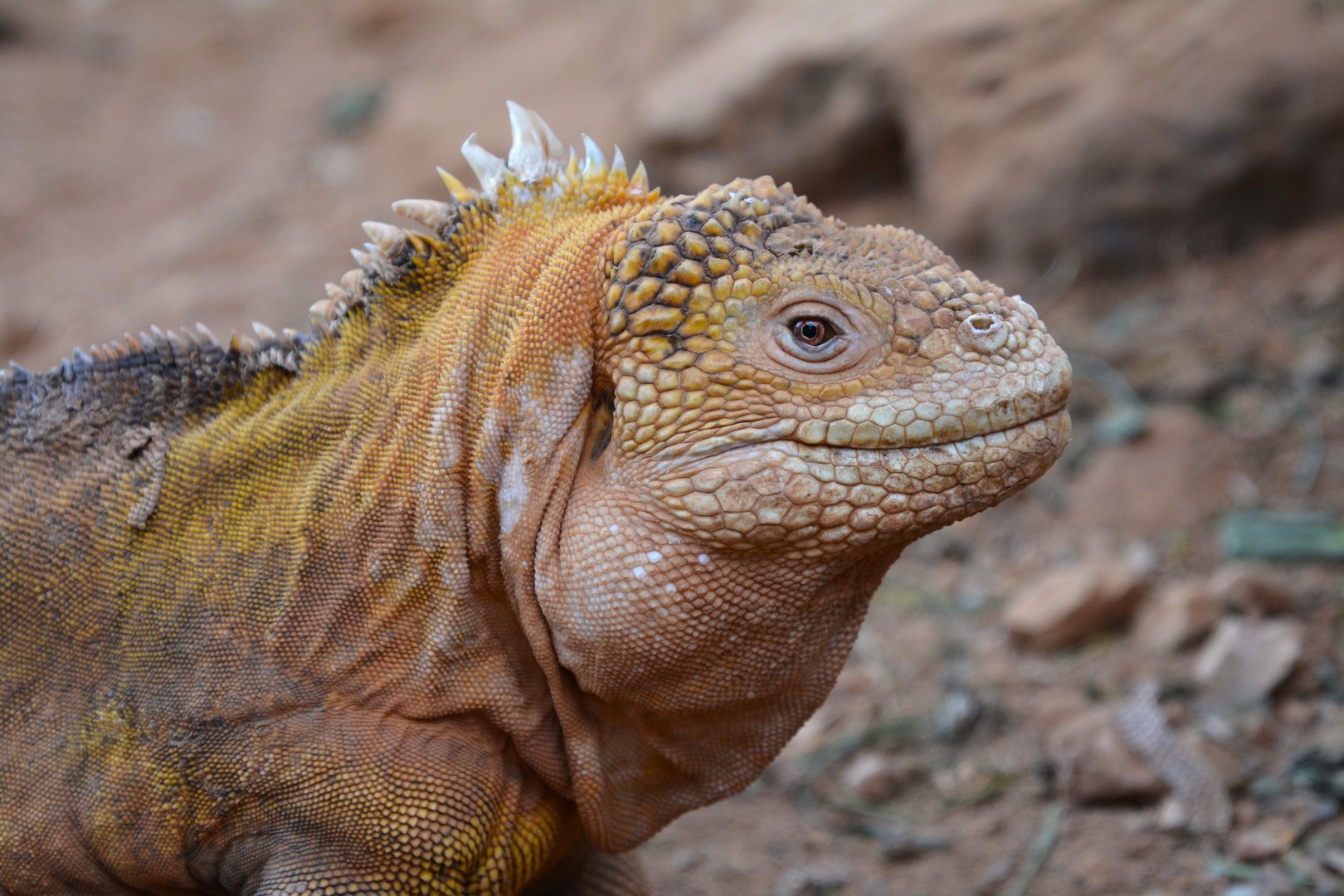 Galápagos land iguana (Conolophus subcristatus)