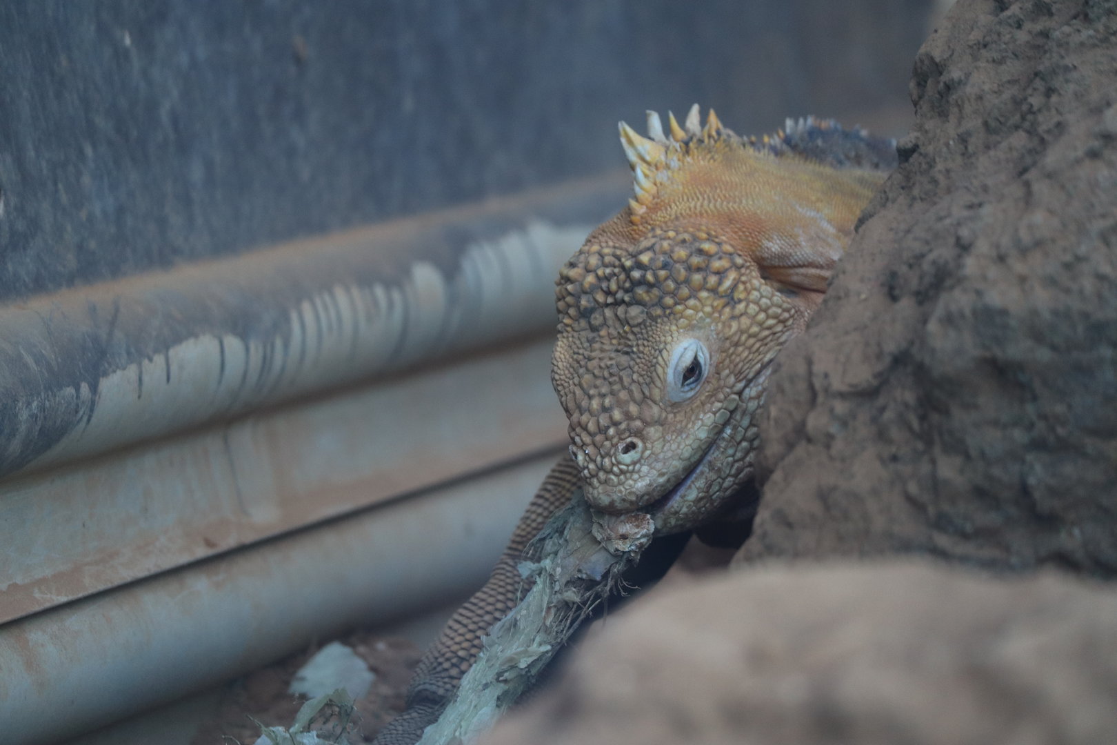 Galapagos land iguana eating a cactus