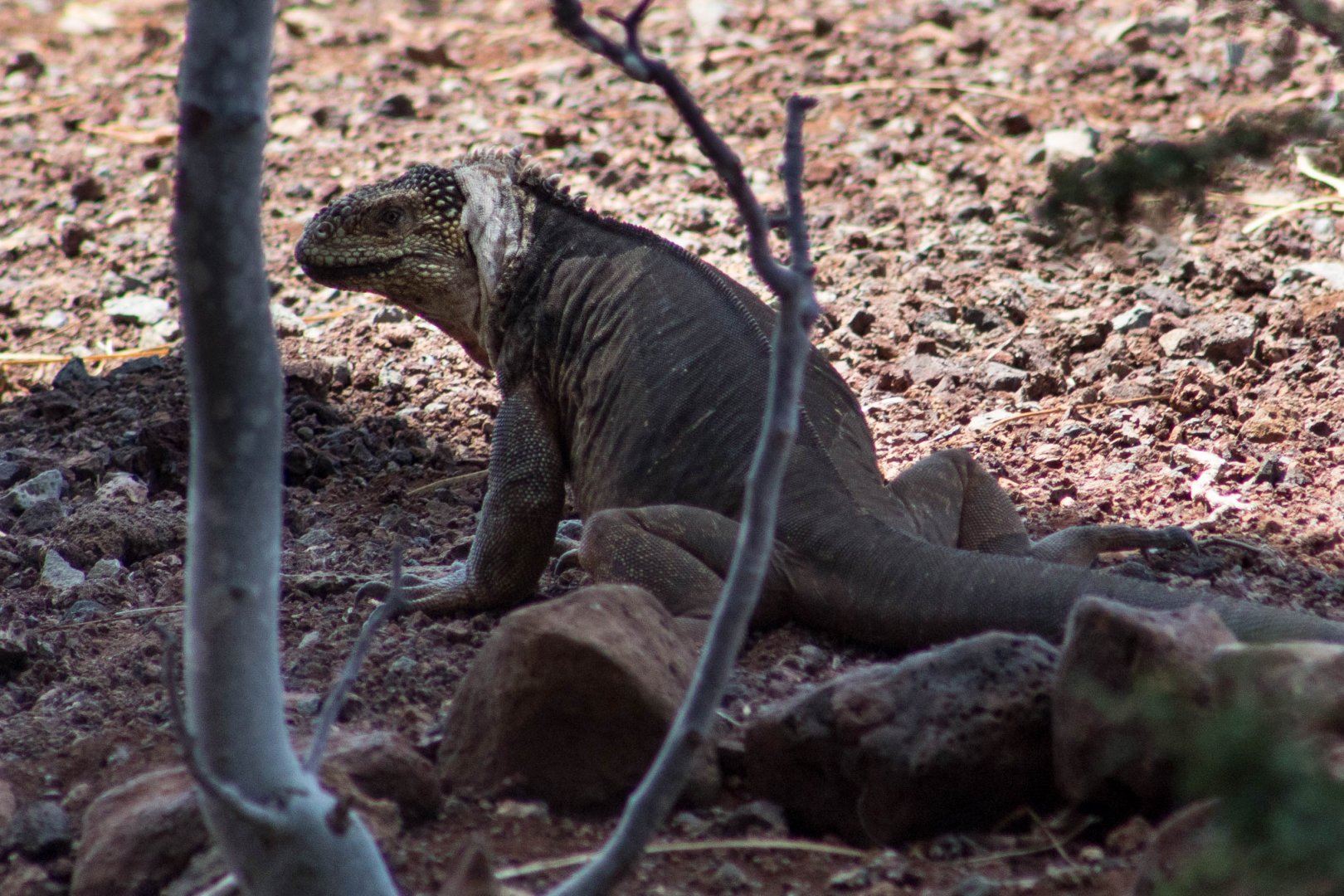 Galápagos land iguana