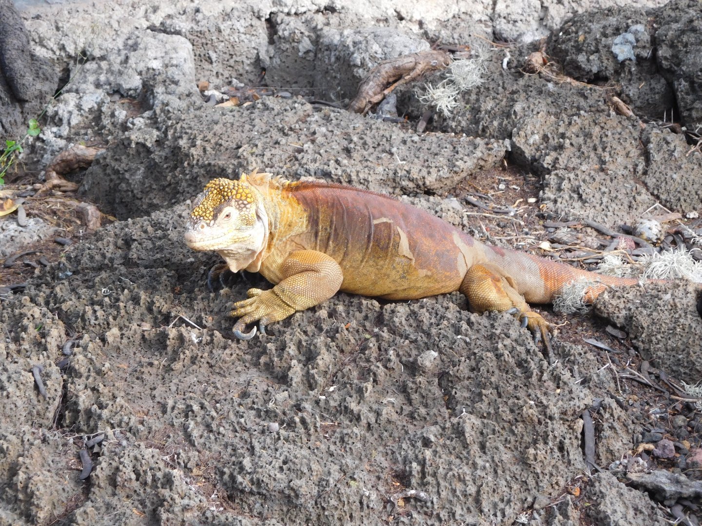 Galápagos land iguana