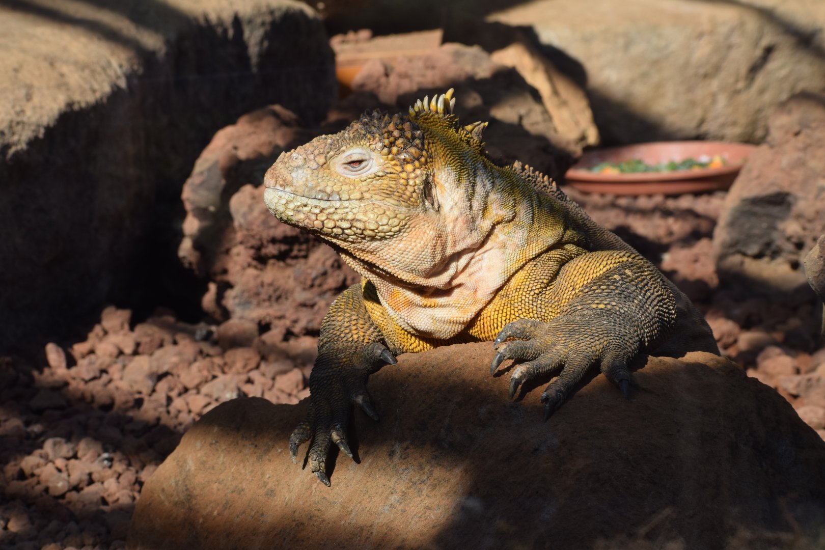 Galapagos land iguana