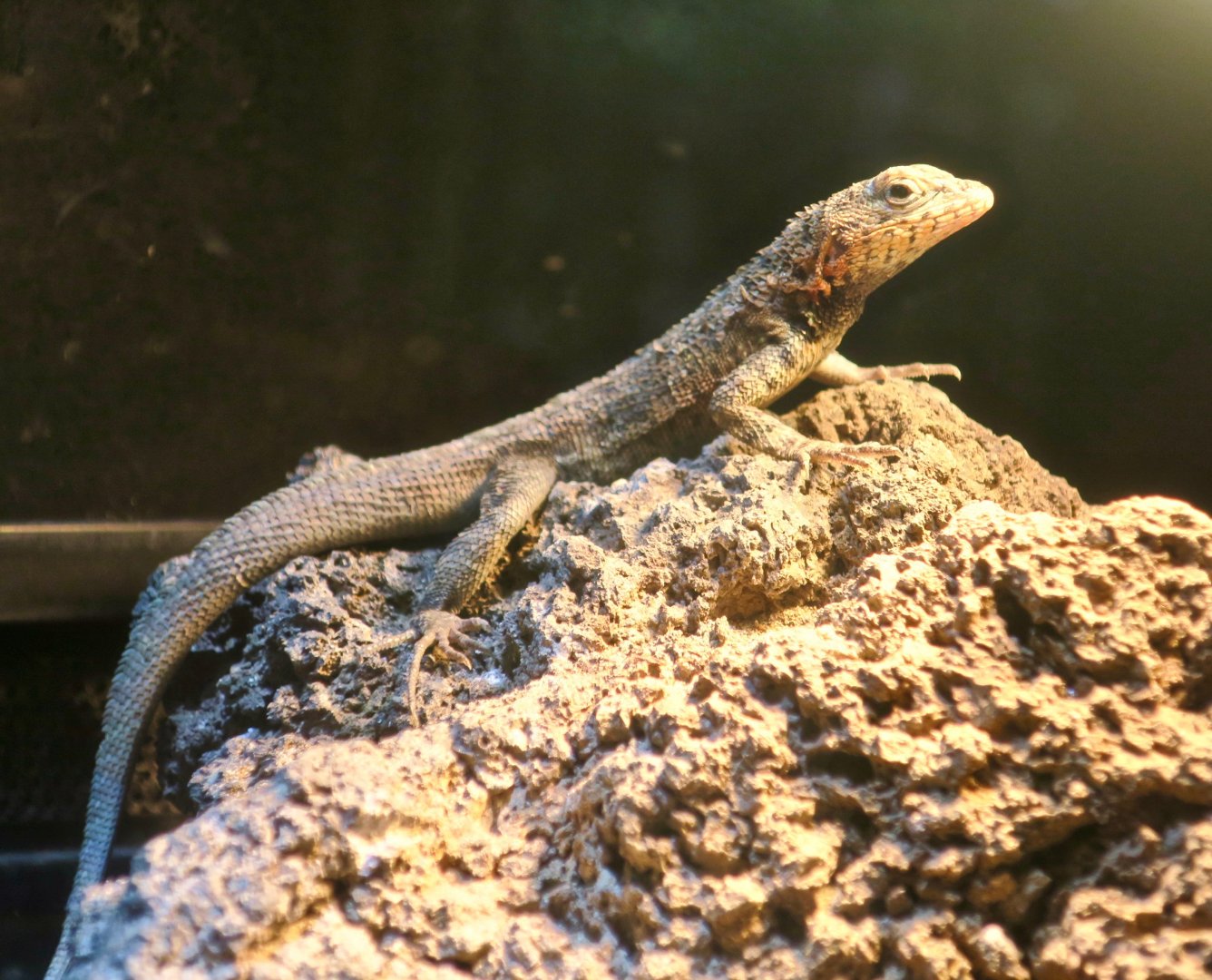 Galápagos Lava Lizard (Microlophus albemarlensis)