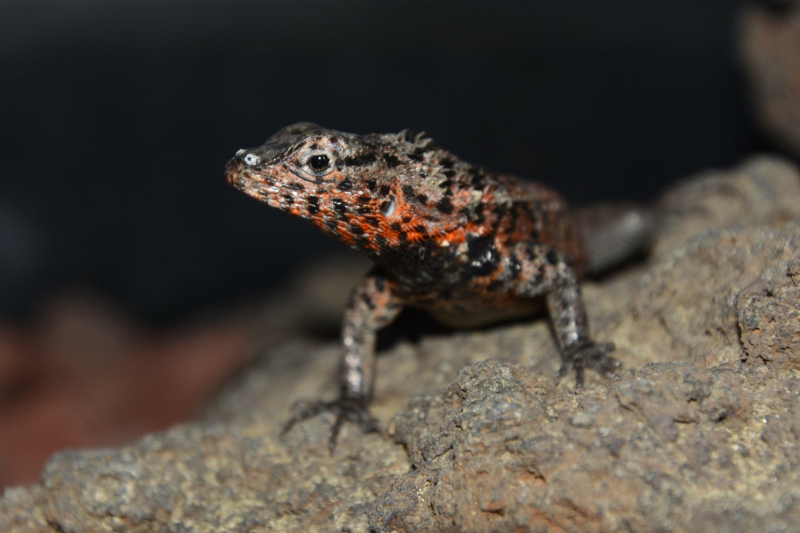 Galápagos lava lizard (Microlophus albemarlensis)