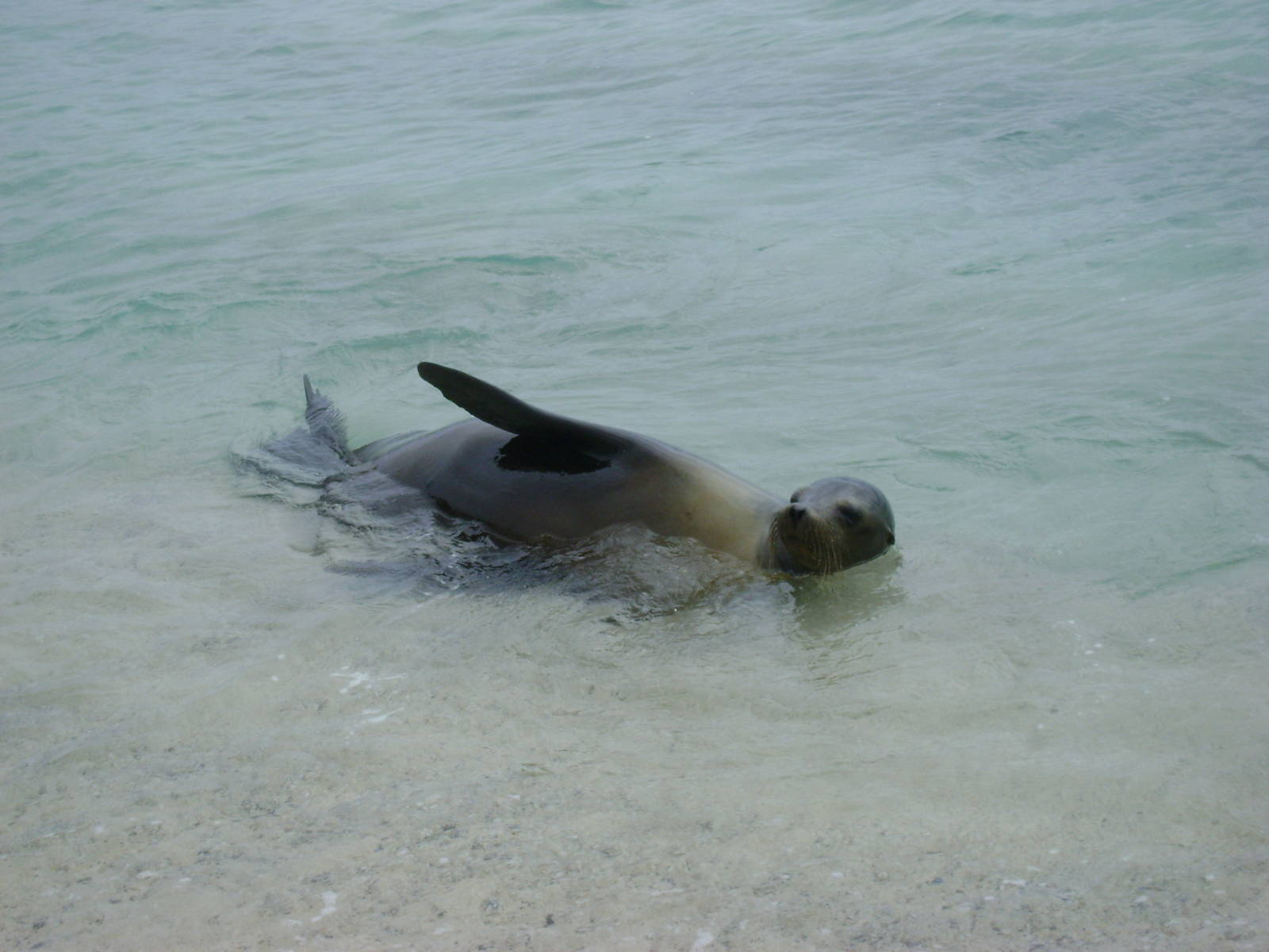Galapagos Sea Lion